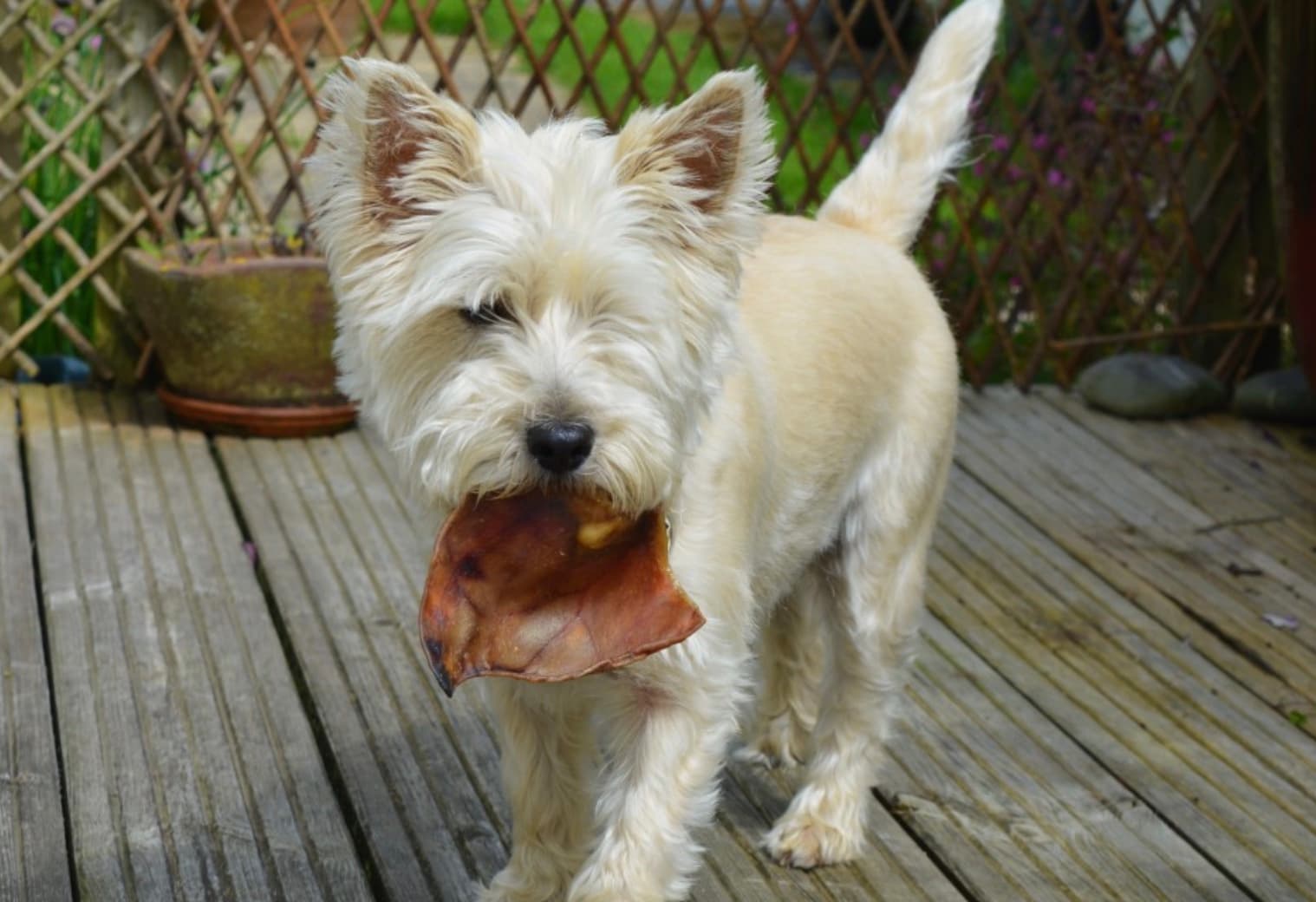 How Important is Dog Nutrition?