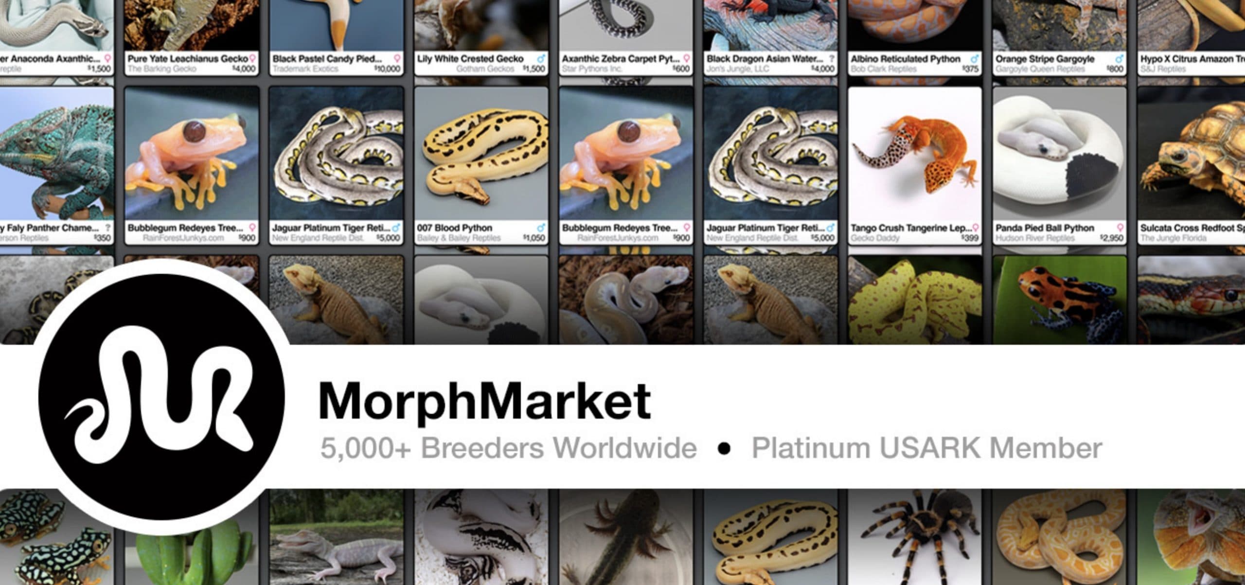 Morphmarket – Your Go-To Place for Reptiles