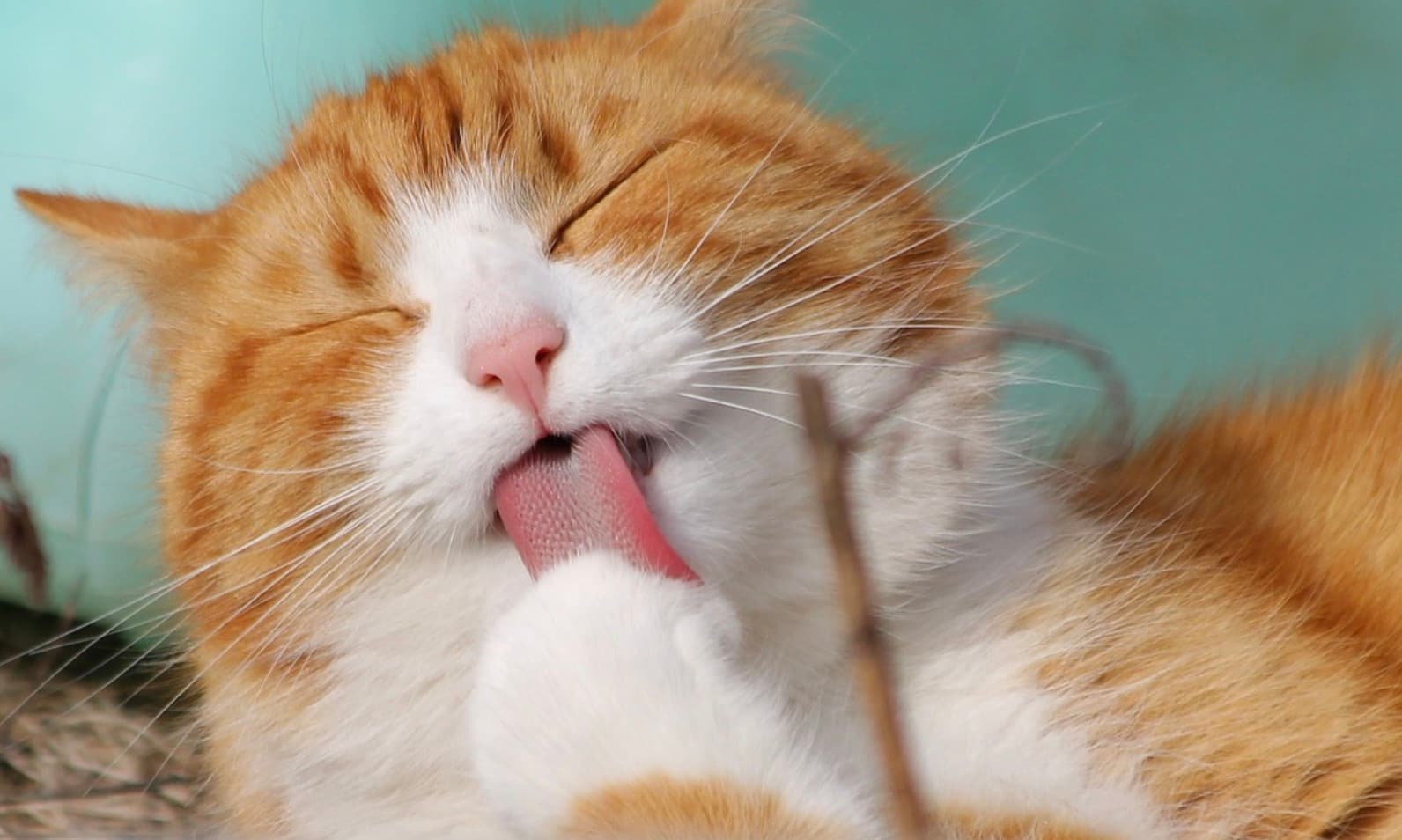 7 Expenses to Consider When Owning a Cat: What You Need to Know