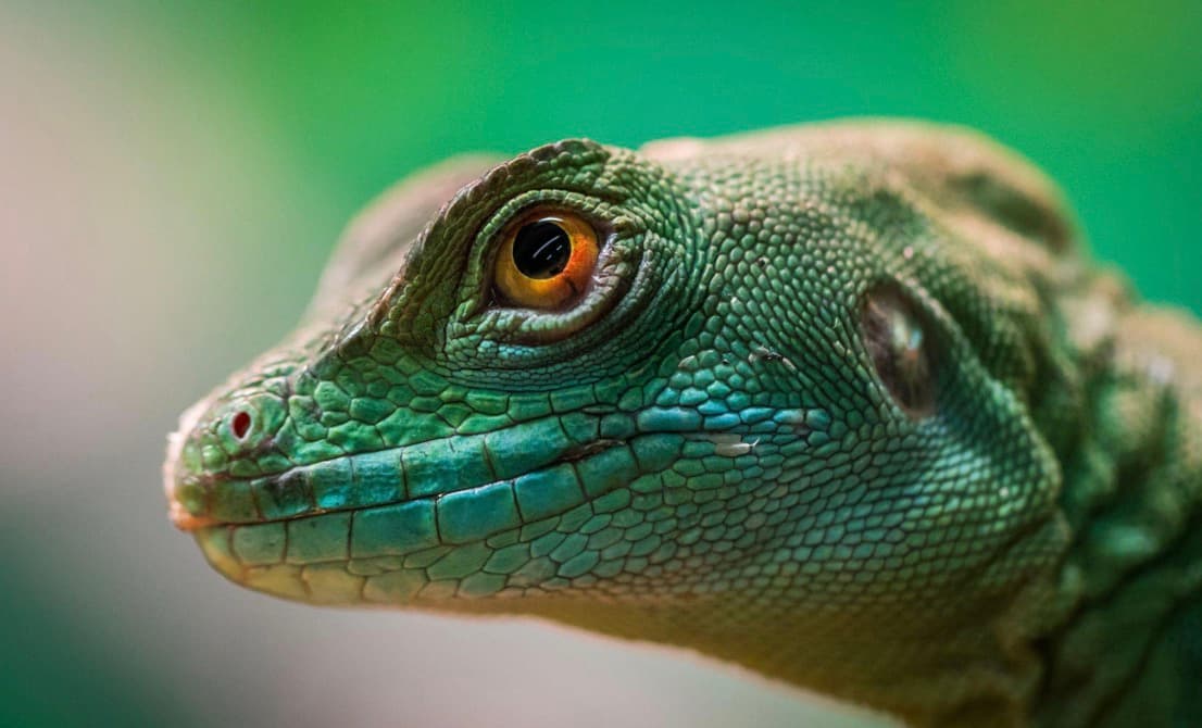 7 Tips to Own Reptile as First Pet