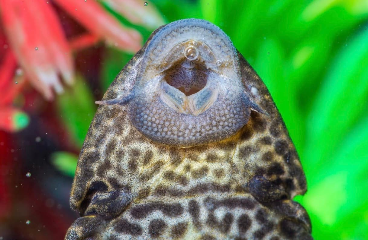 6 Unusual Types of Fish To Keep In An Aquarium