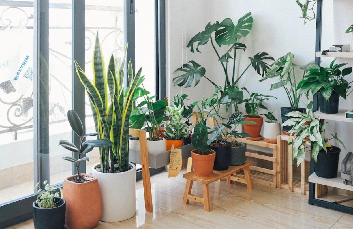How to Decorate Your Family Home With Plants & Flowers