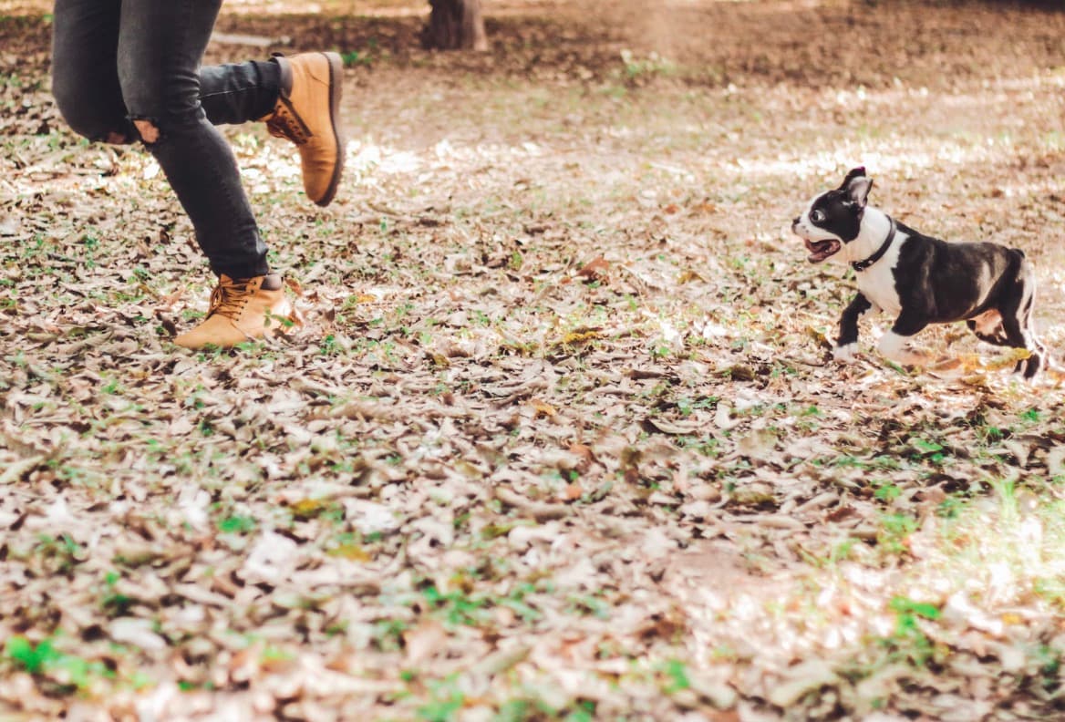 6 Expenses You Must Consider When Adopting A Pet