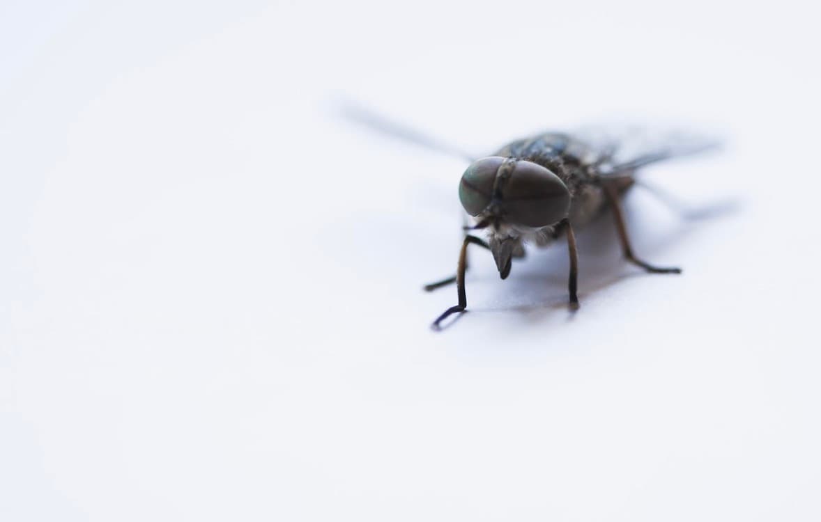 Why a Pest-Free Home is Fundamental for Optimal Health and Wellness