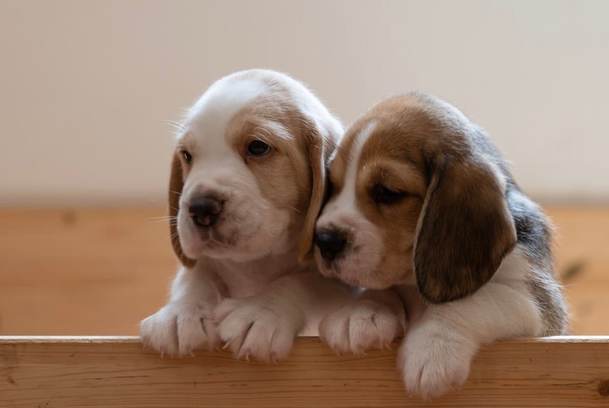 A Guide for New Dog Owners