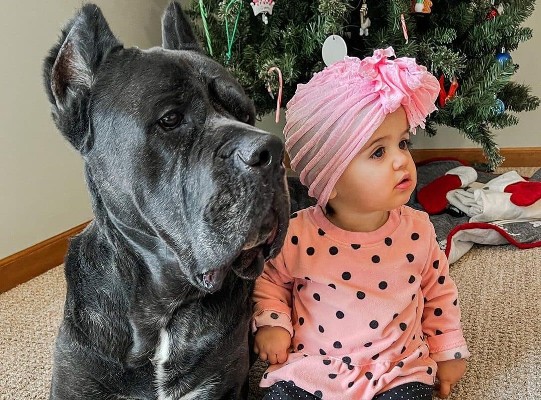 are cane corsos good with kids