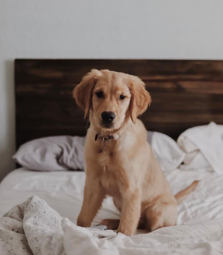 What Responsible Pet Ownership Truly Entails
