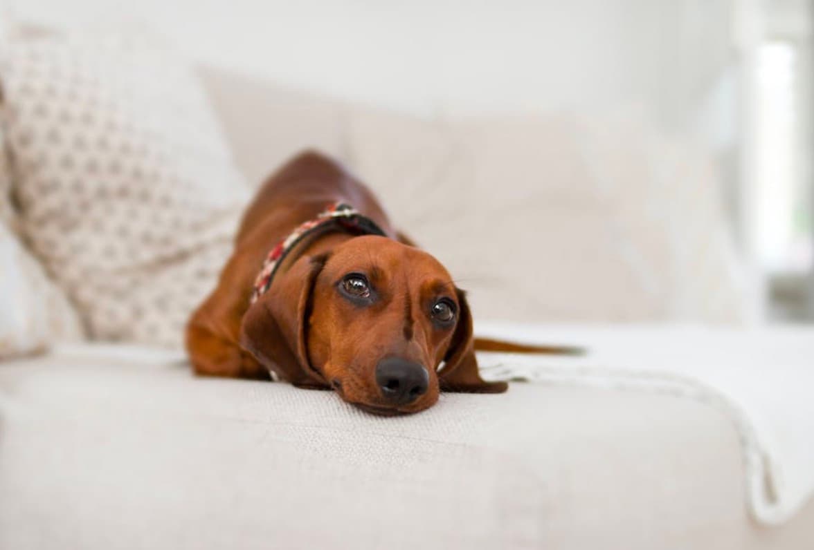 Take A Proper Care Of Your Furry Friend: Vital Steps