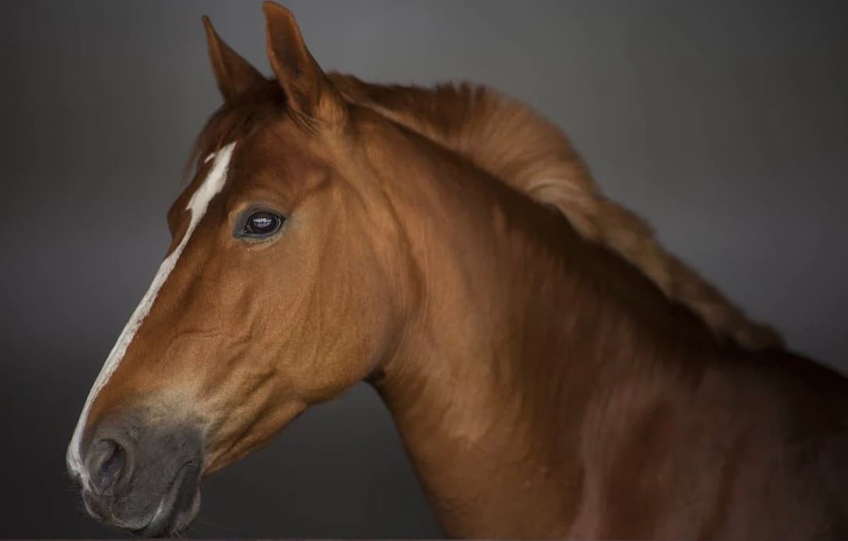 Secrets to a Happy & Healthy Horse: Your Ultimate Guide