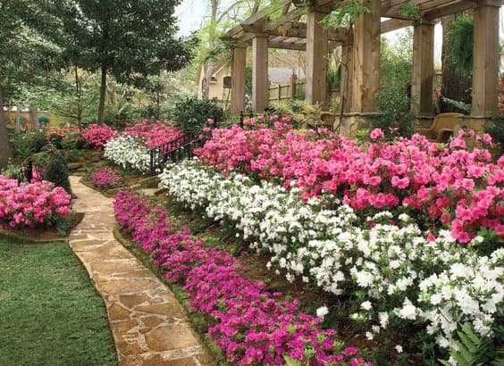Azaleas landscaping