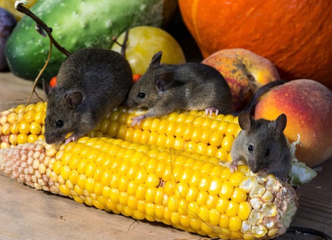 Got Mice? How to Deal With Rodent Pests in Your Home