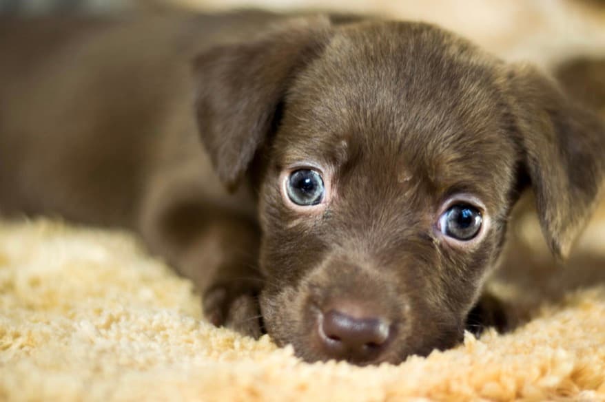 11 Facts Every Animal Lover Needs to Know About Homeless Dogs