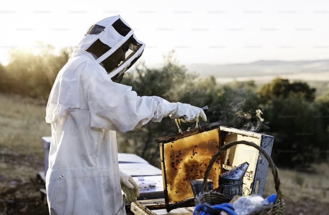 Beekeeping While You Are Pregnant – Things You Need to Know