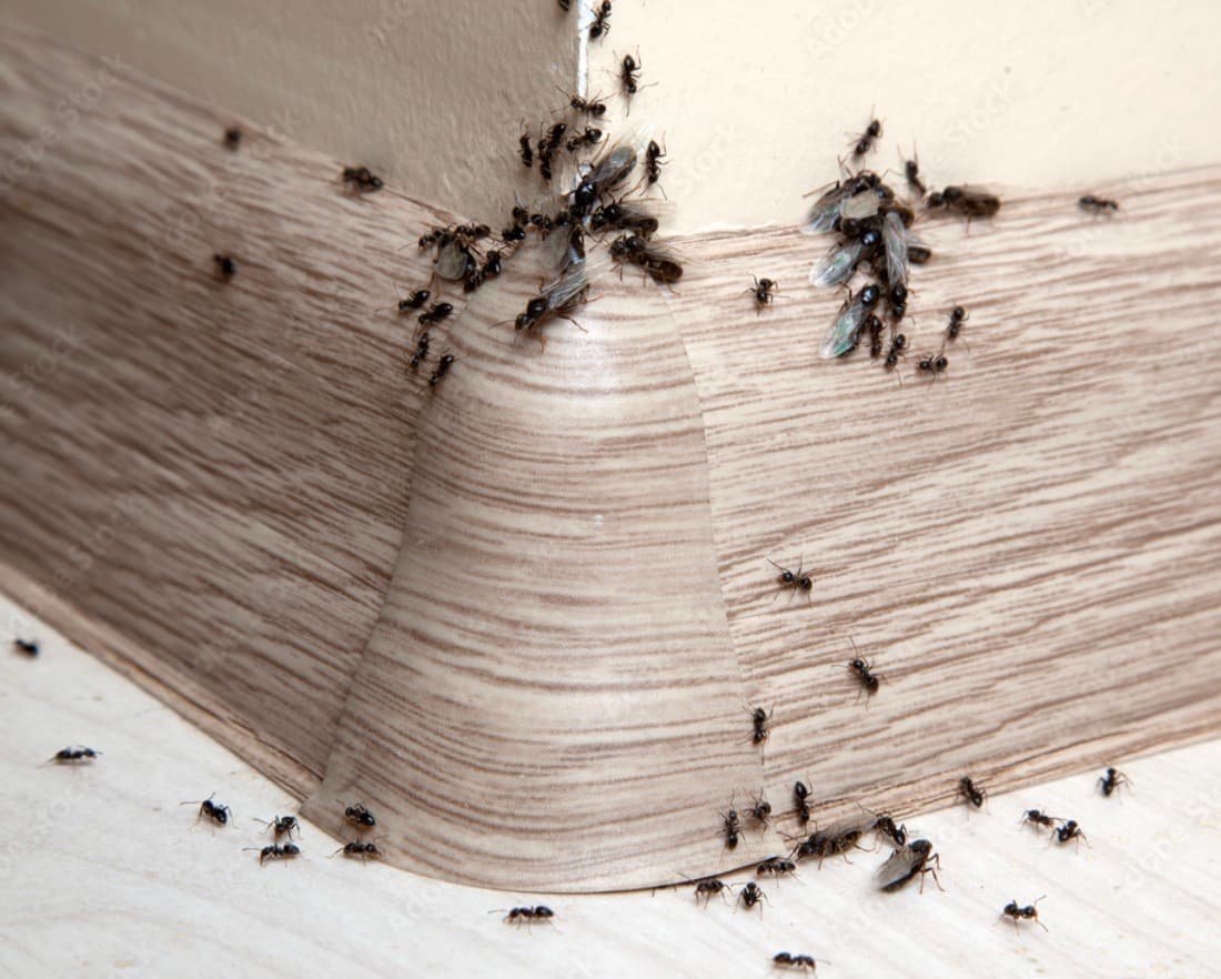5 Sure Signs of an Ant Infestation