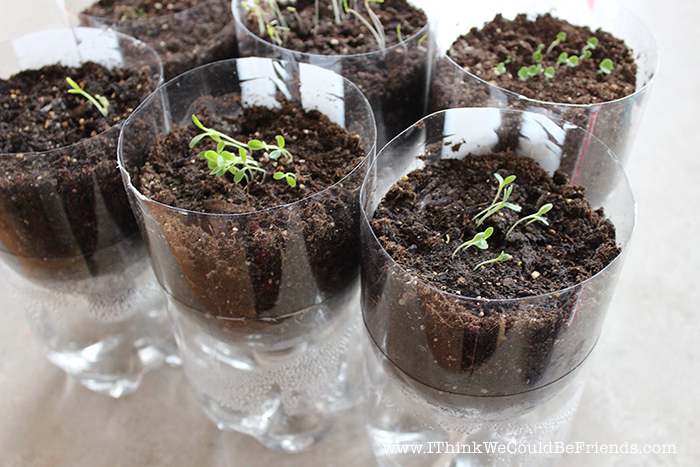 diy bottles self watering garden ithinkwecouldbefriends