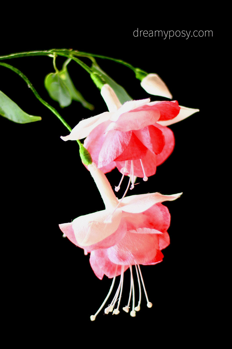 paper flowers diy make paper flower fuchsia free template dreamyposy