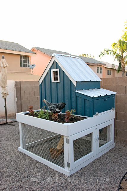 chicken coop above graund chicken house with planter ladygoats