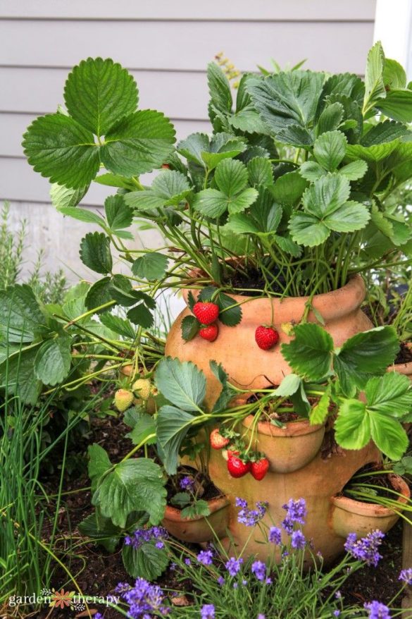 19 DIY Planters For Your Strawberry Garden
