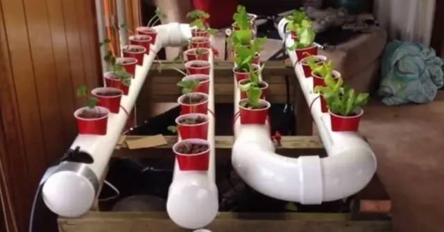 farm hydroponic