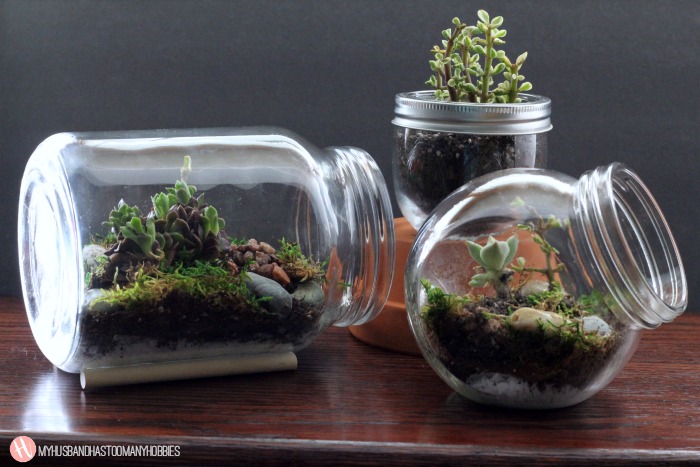 decor mason terrarium myhusbandhastoomanyhobbies