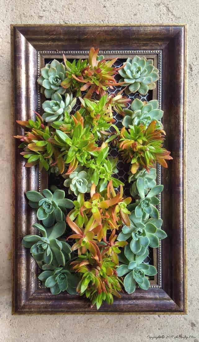 diy picture vertical succulent garden