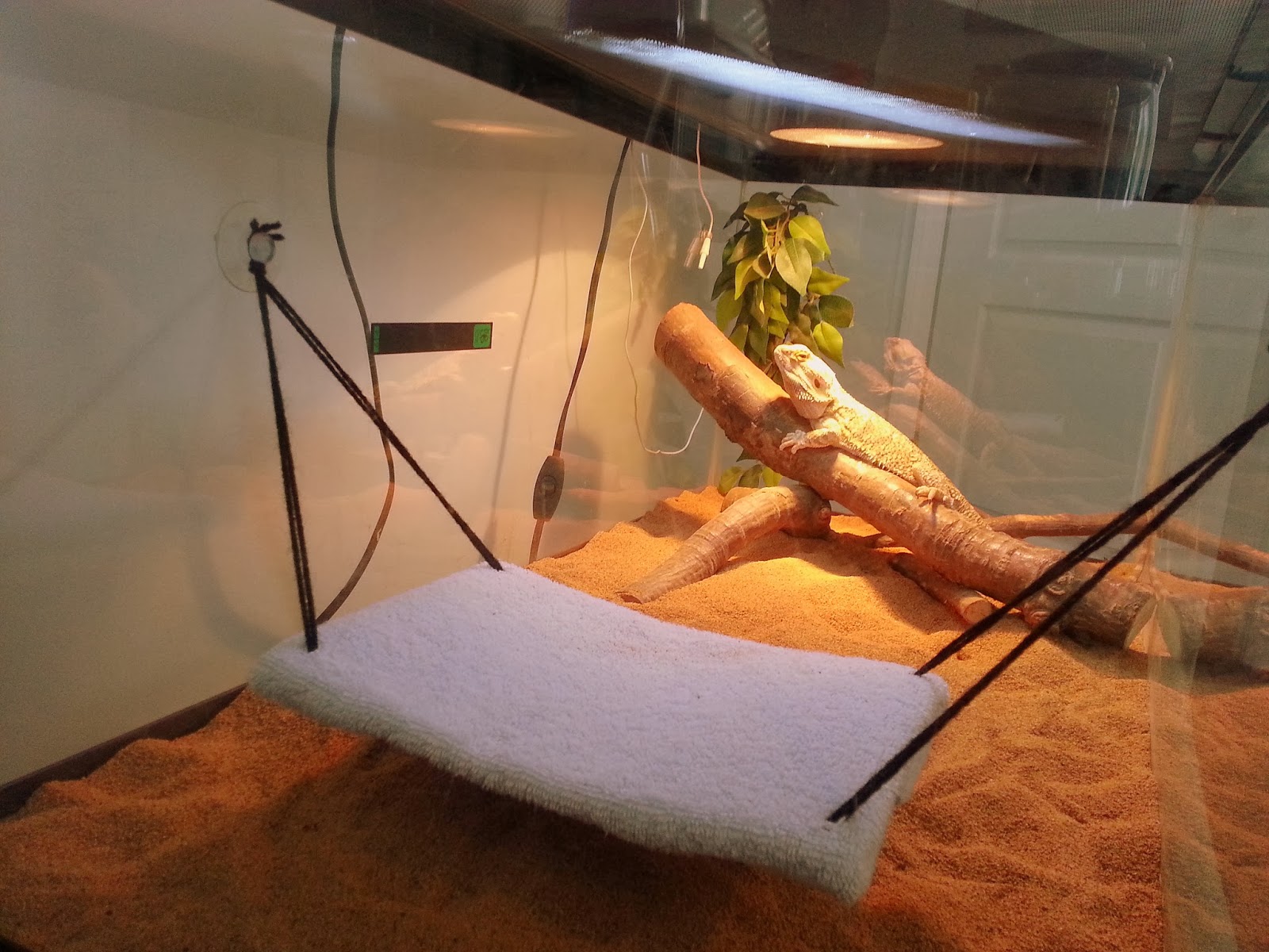 pet toys reptile hammock akwheat22.blogspot
