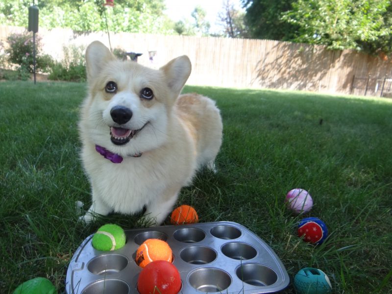 pet toysmuffin tin game somepets