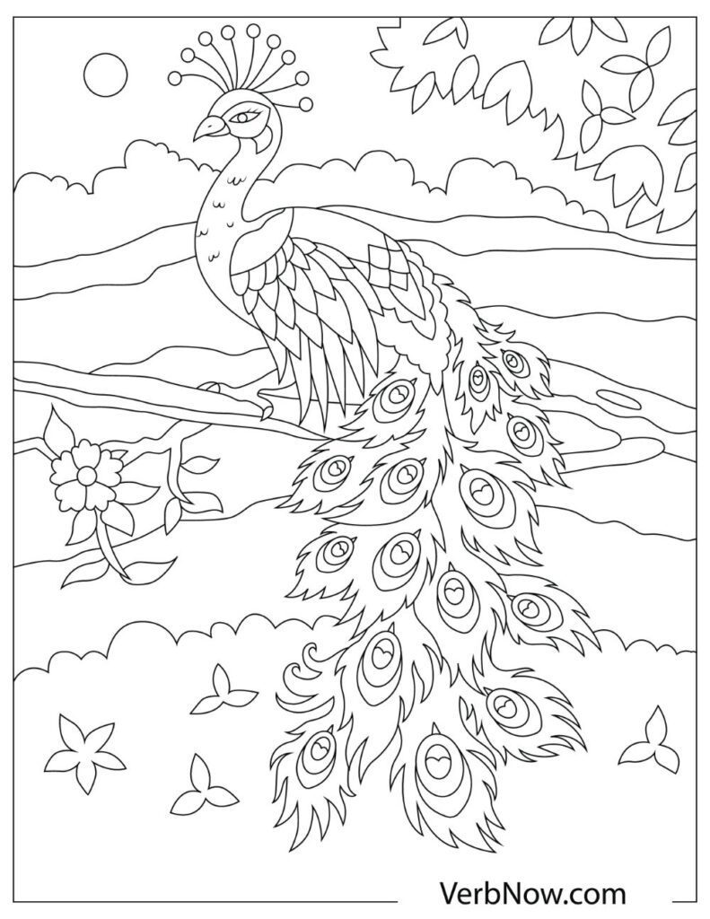 Peacock Illustrations 22 page 0 791x1024 1
