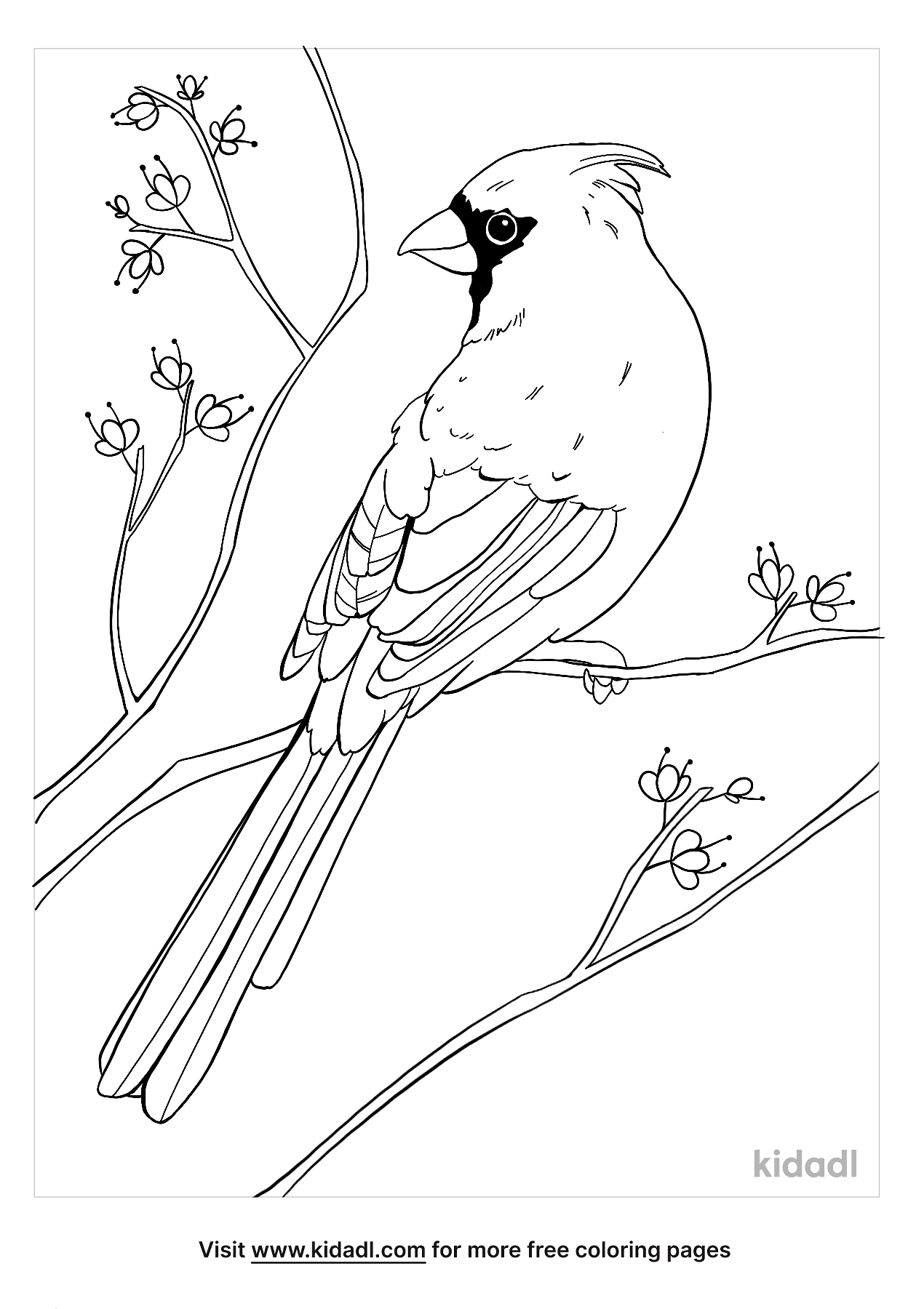 cardinal bird coloring page 4 lg