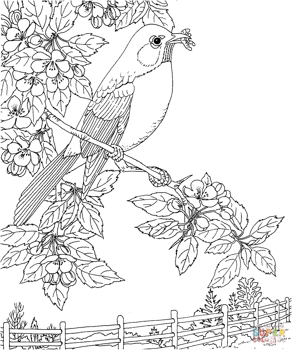 robin 6 coloring page