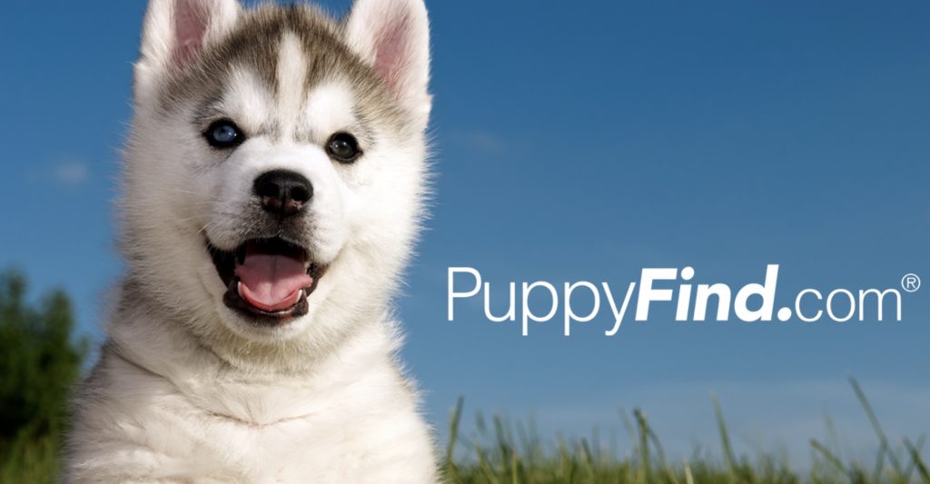 PuppyFind How to Find Your Perfect Puppy?
