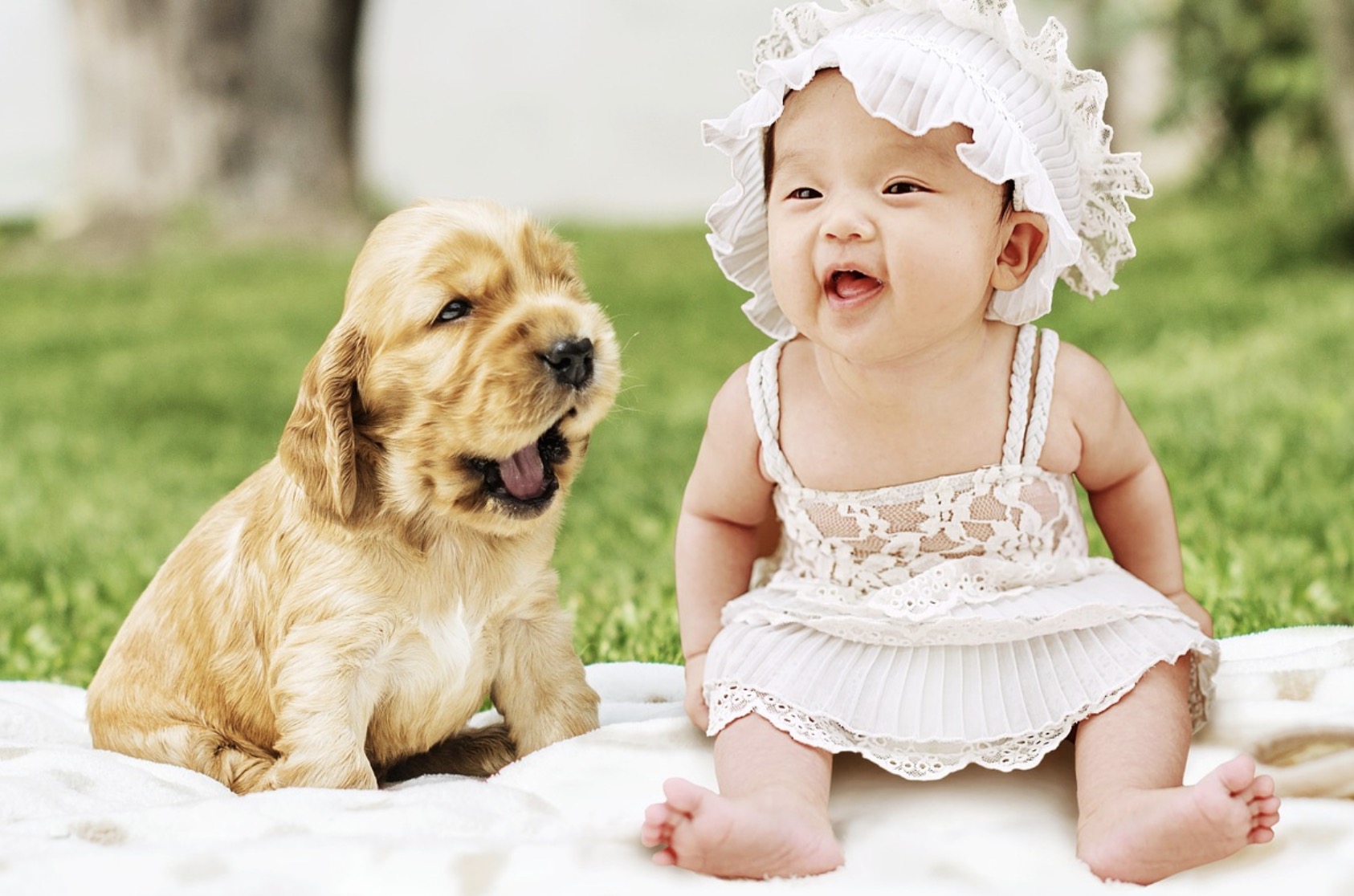 How to introduce dog to baby Tips for Smooth Introduction