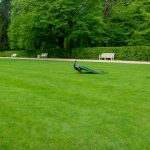 green peacock