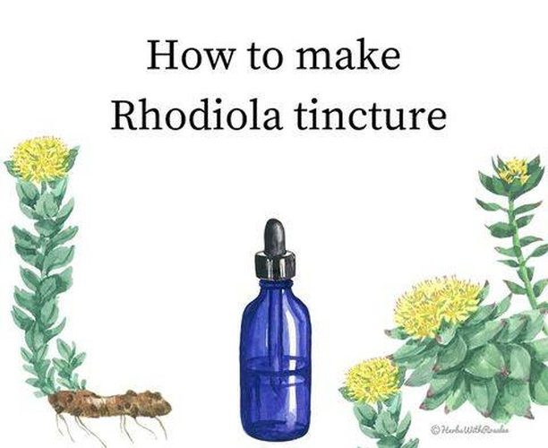 rhodiola for weight loss e1695463931509