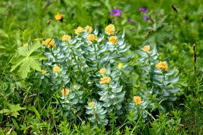rhodiola for weight loss3