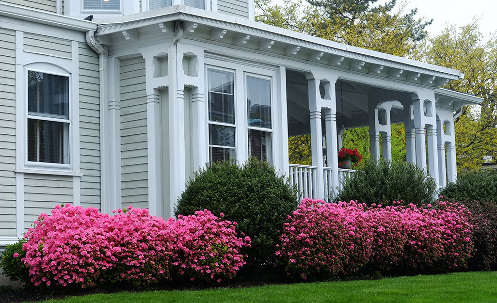 Azaleas On Side of House With Large Green Bushes