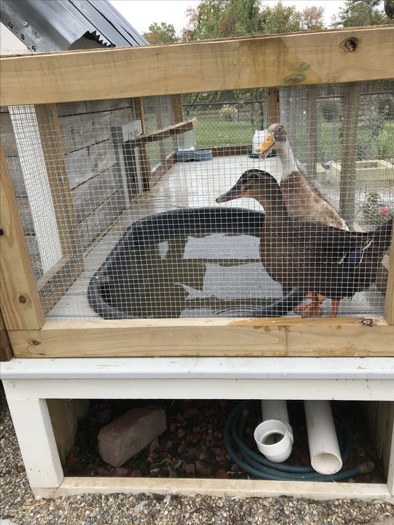 Brick Duck Pen Opening To Pool Enclosure With Wooden Deck