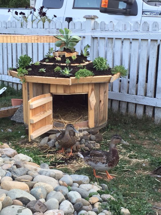 Cable Spool Duck House With Succulent Garden Roof