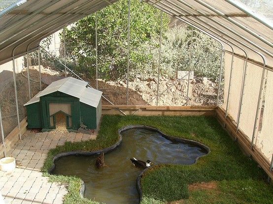 Chicken Wire Enclosure With Grass And Pond