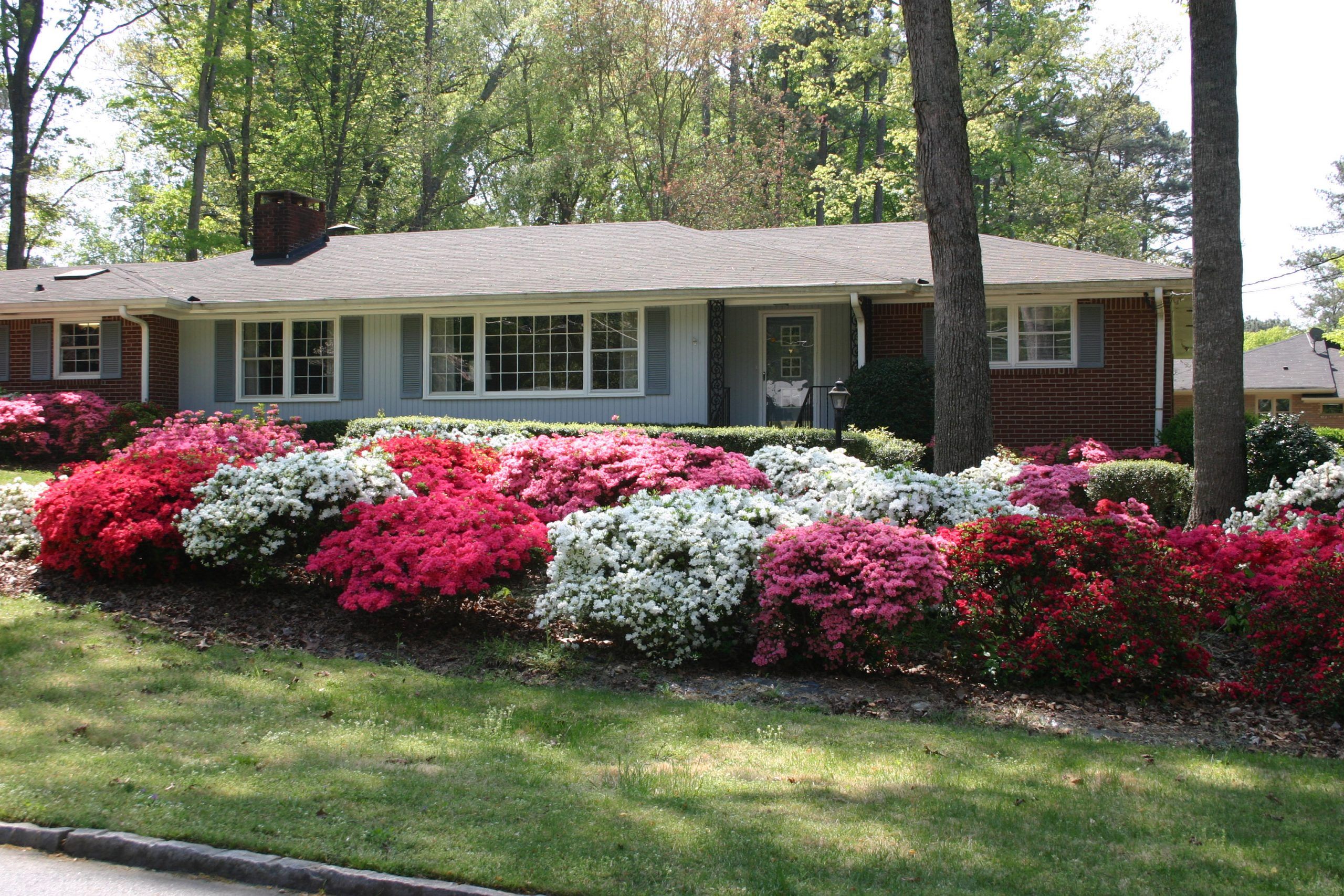 Cluster of Azaleas At Center of Front Yard