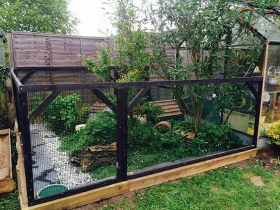 Diy Duck Enclosure Ideas Easy And Fun Builds For Your Feathered Friends