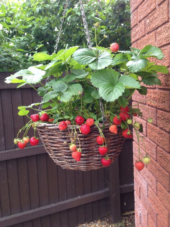 Hanging Wicher Strawberry Planter