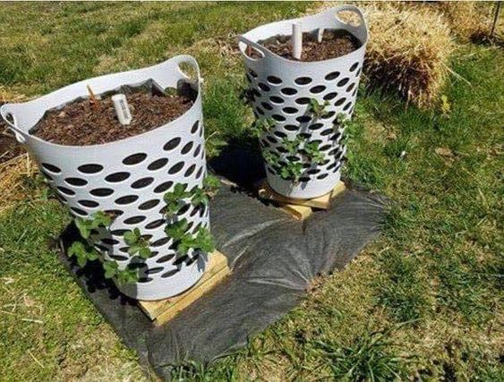Laundry Basket Planter
