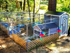 Metal Frame Chicken Wire And Trellis Enclosure With Seperate Pools And Shed-Like Coop