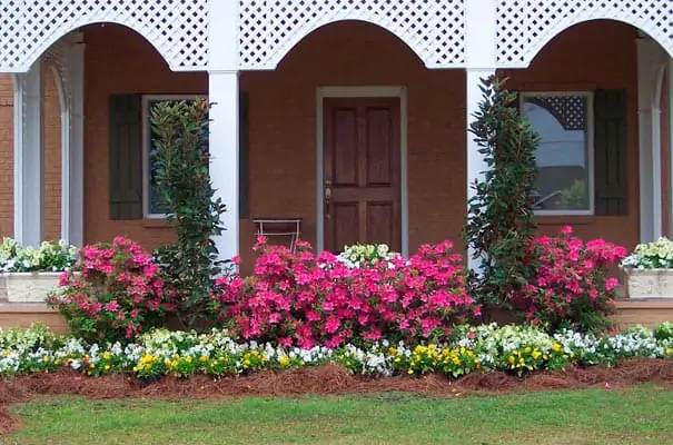 Pink Azaleas Edged with White And Yellow Flowers Backed With Green Bushes