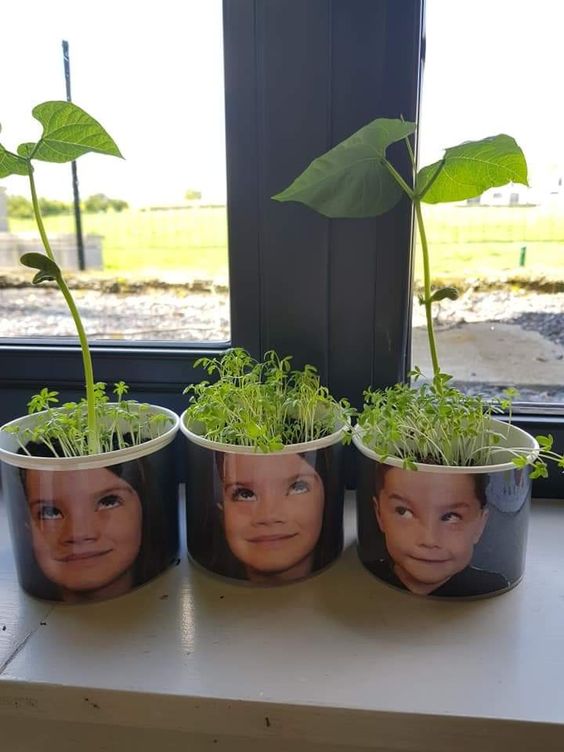 Planting Seeds In Cups