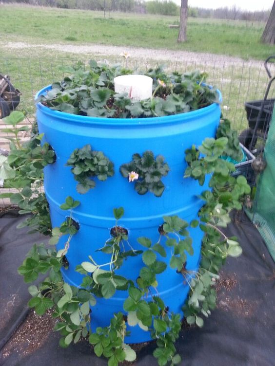 Plastic Drum Strawberry Planter
