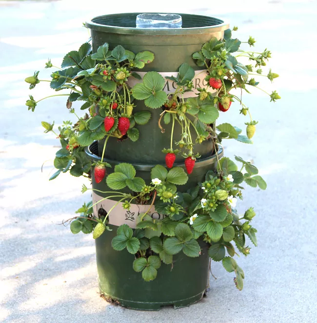Strawberry Tower with Build In Reservoir From 5 gallon Nurery Pots