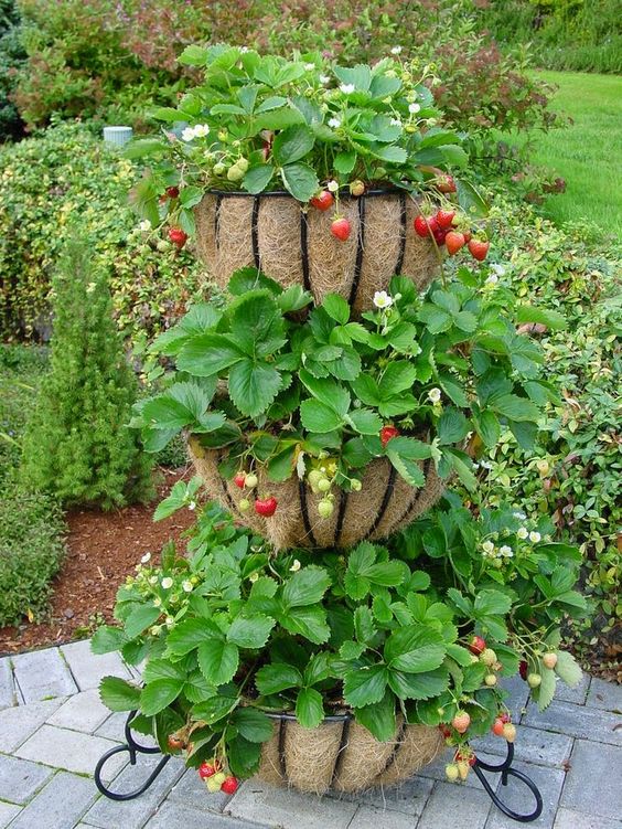 Three-Tier Coconut Fiber Strawberry Planter