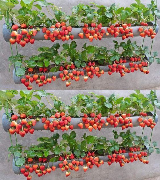 Vertical Hanging Strawberry Planter From PVC Pipes